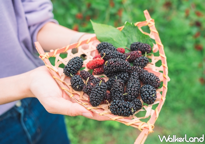 迷客夏 桑葚庫莉系列 / WalkerLand窩客島整理提供 未經許可，不得轉載