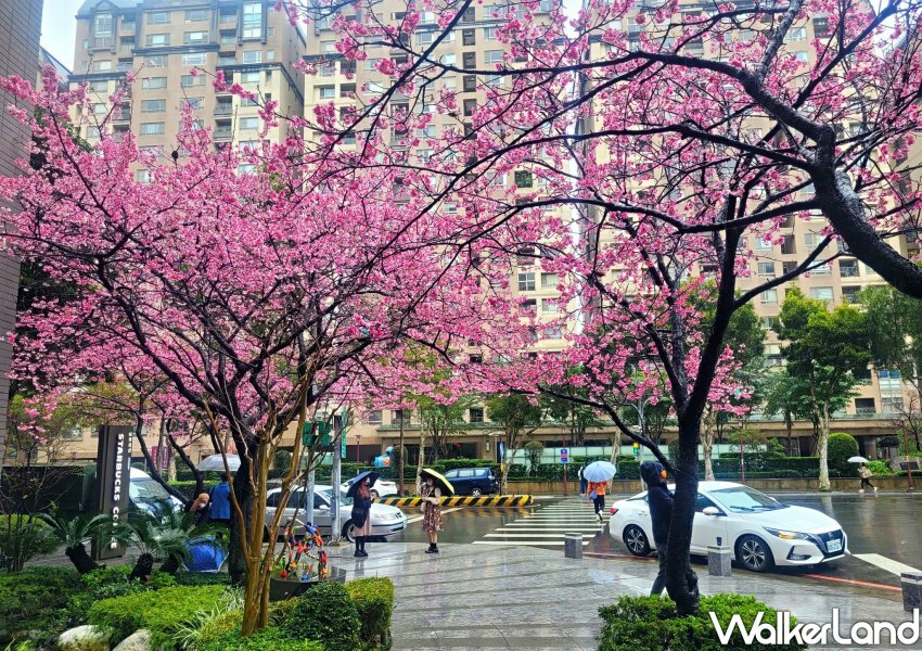 林口星巴克櫻花門市 / WalkerLand窩客島整理提供 未經許可不可轉載 林口星巴克櫻花門市 / WalkerLand窩客島整理提供 未經許可不可轉載