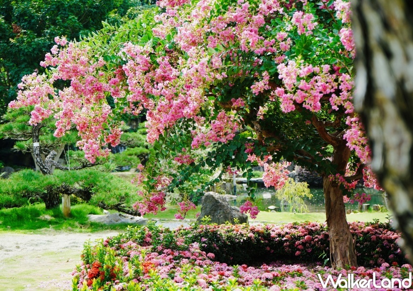 成美文化園 紫薇花季 / WalkerLand窩客島整理提供 未經許可，不得轉載