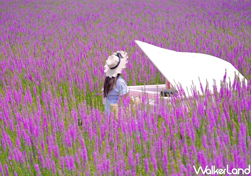 中社觀光花市 / WalkerLand窩客島整理提供 未經許可，不得轉載