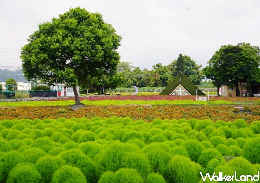 中社觀光花市 / WalkerLand窩客島整理提供 未經許可，不得轉載