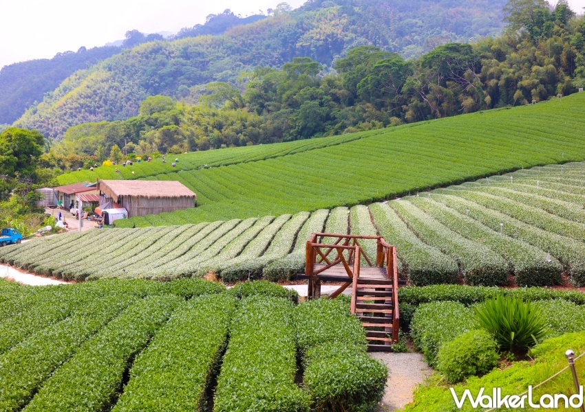 交通部觀光局「凰金」樂齡旅遊 / WalkerLand窩客島提供 未經許可，不得轉載