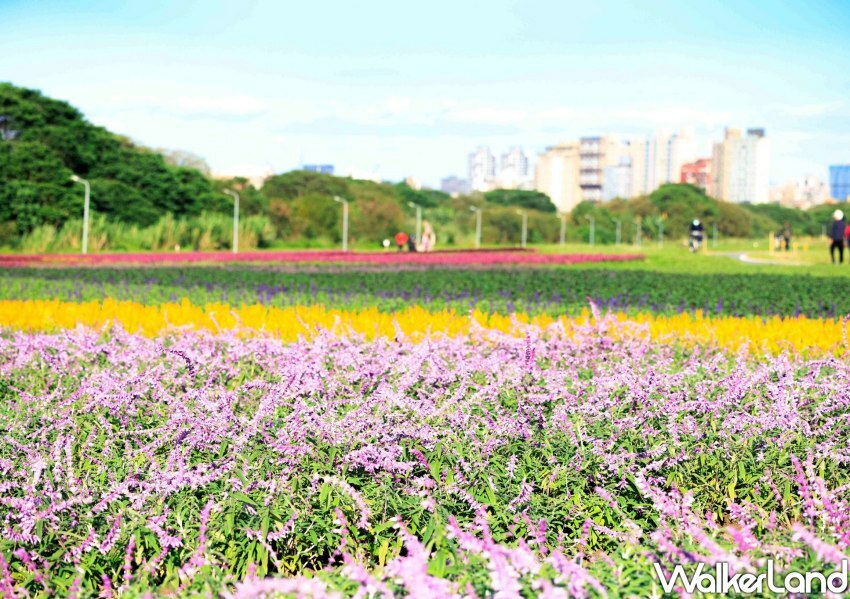 古亭河濱公園花海 / WalkerLand窩客島整理提供 未經許可不可轉載