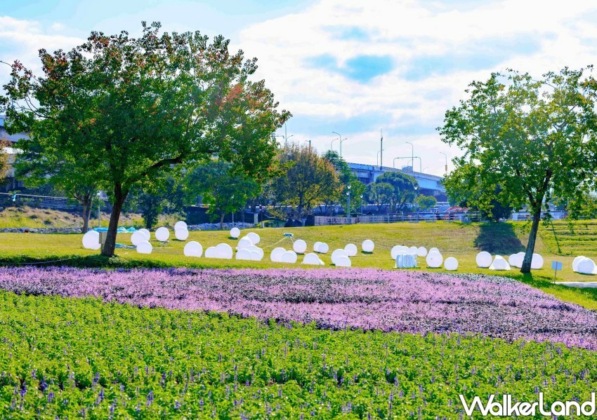 古亭河濱公園花海 / WalkerLand窩客島整理提供 未經許可不可轉載