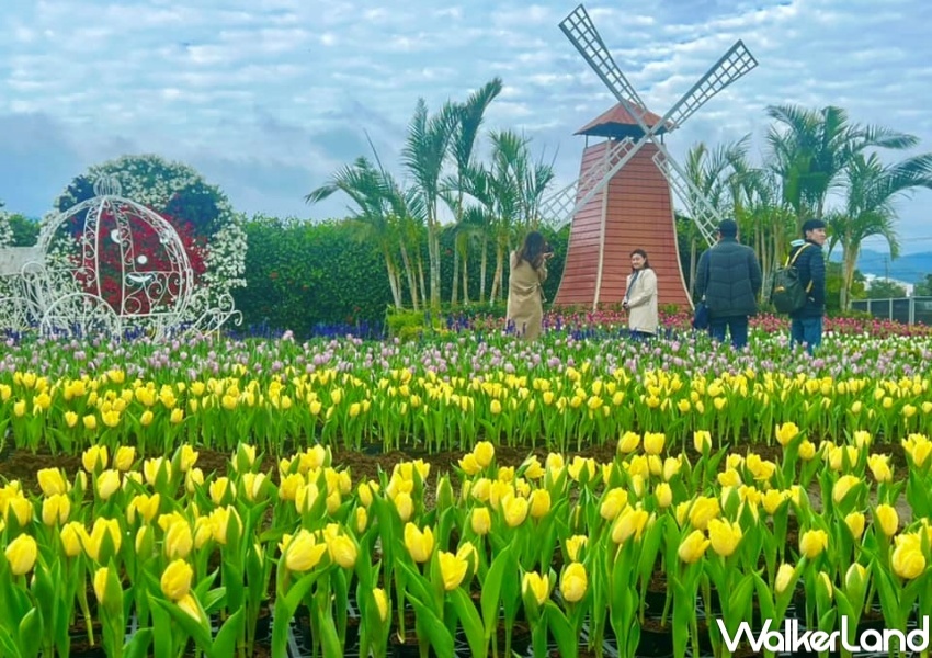 中社觀光花市 / WalkerLand窩客島整理提供 未經許可,不得轉載 中社觀光花市 / WalkerLand窩客島整理提供 未經許可,不得轉載