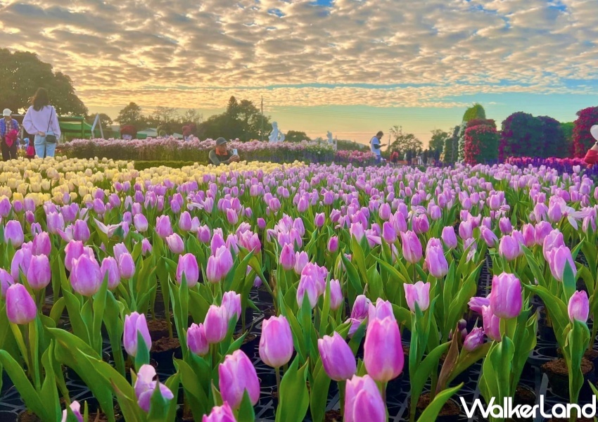 中社觀光花市 / WalkerLand窩客島整理提供 未經許可,不得轉載 中社觀光花市 / WalkerLand窩客島整理提供 未經許可,不得轉載