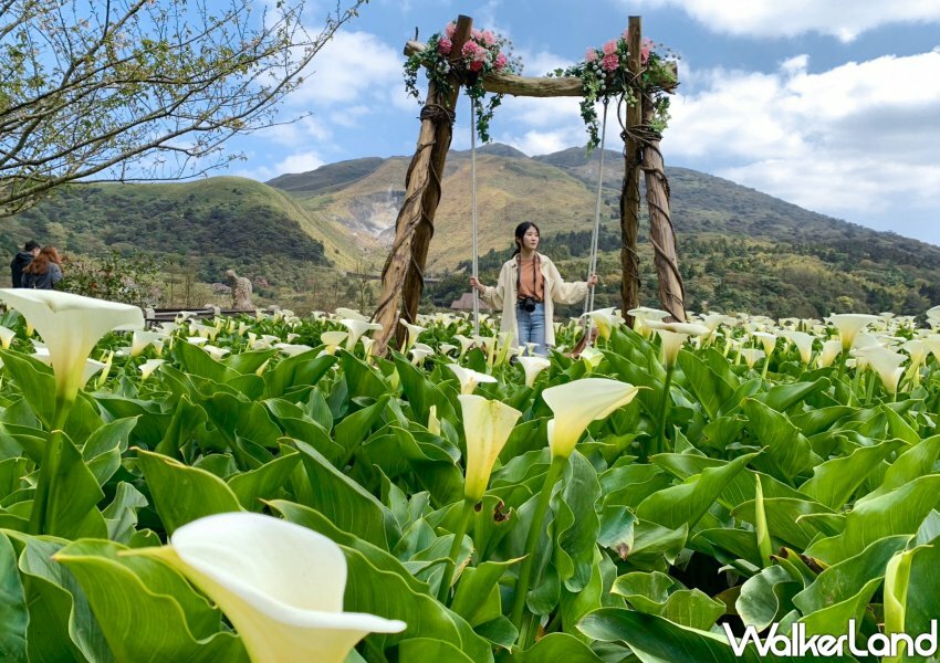竹子湖海芋 / WalkerLand窩客島整理提供 未經許可不可轉載 竹子湖海芋 / WalkerLand窩客島整理提供 未經許可不可轉載