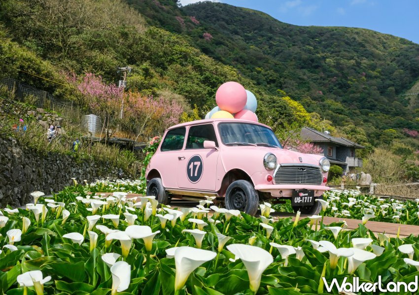 竹子湖海芋 / WalkerLand窩客島整理提供 未經許可不可轉載 竹子湖海芋 / WalkerLand窩客島整理提供 未經許可不可轉載