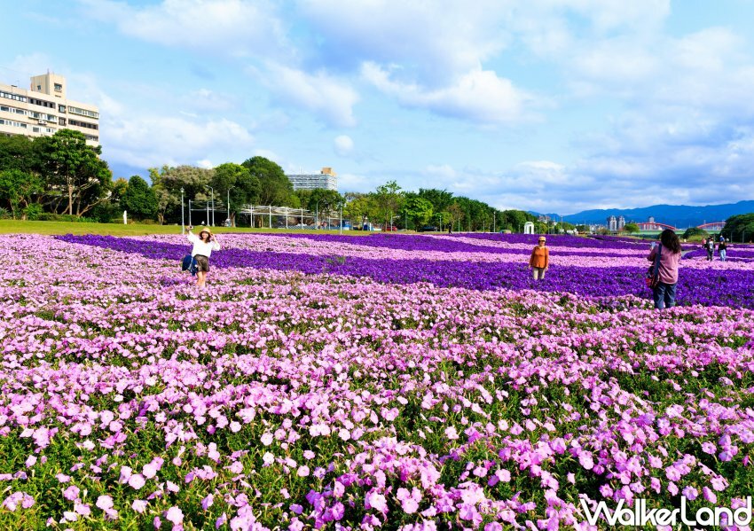 古亭河濱公園「醉蝶花小秘境、矮牽牛花海」/ WalkerLand窩客島整理提供 未經同意不可轉載