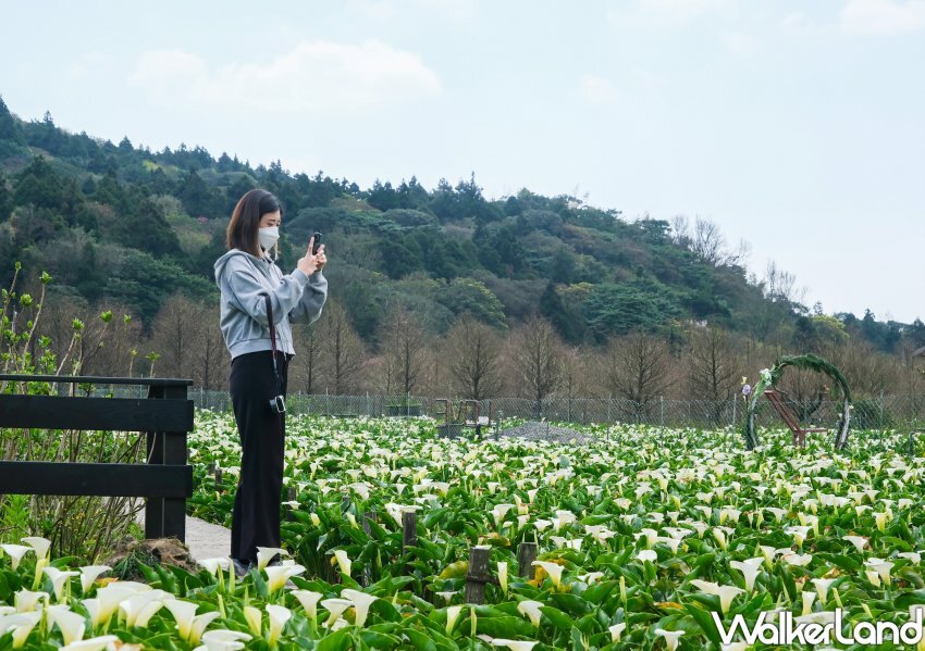 竹子湖海芋 / WalkerLand窩客島整理提供 未經許可不可轉載 竹子湖海芋 / WalkerLand窩客島整理提供 未經許可不可轉載