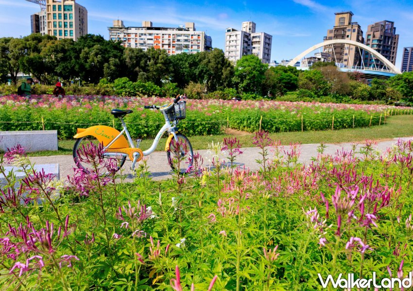 古亭河濱公園「醉蝶花小秘境、矮牽牛花海」/ WalkerLand窩客島整理提供 未經同意不可轉載