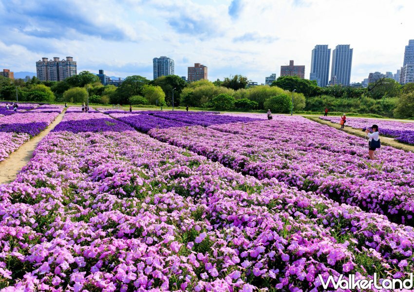 古亭河濱公園「醉蝶花小秘境、矮牽牛花海」/ WalkerLand窩客島整理提供 未經同意不可轉載