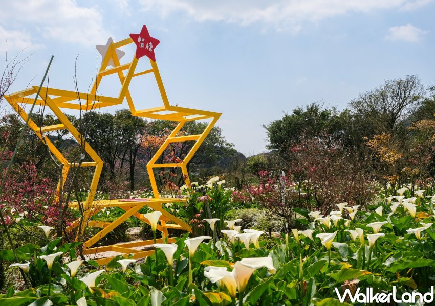 竹子湖海芋 / WalkerLand窩客島整理提供 未經許可不可轉載 竹子湖海芋 / WalkerLand窩客島整理提供 未經許可不可轉載