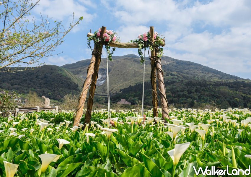 竹子湖海芋 / WalkerLand窩客島整理提供 未經許可不可轉載 竹子湖海芋 / WalkerLand窩客島整理提供 未經許可不可轉載