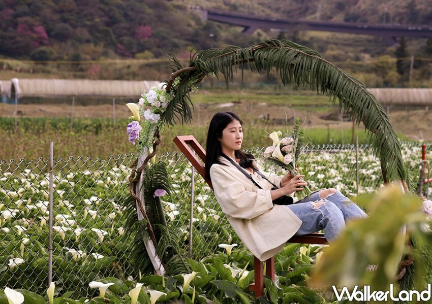 竹子湖海芋 / WalkerLand窩客島整理提供 未經許可不可轉載 竹子湖海芋 / WalkerLand窩客島整理提供 未經許可不可轉載