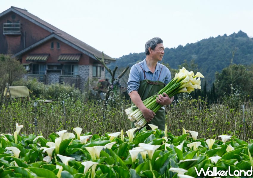 竹子湖海芋 / WalkerLand窩客島整理提供 未經許可不可轉載 竹子湖海芋 / WalkerLand窩客島整理提供 未經許可不可轉載