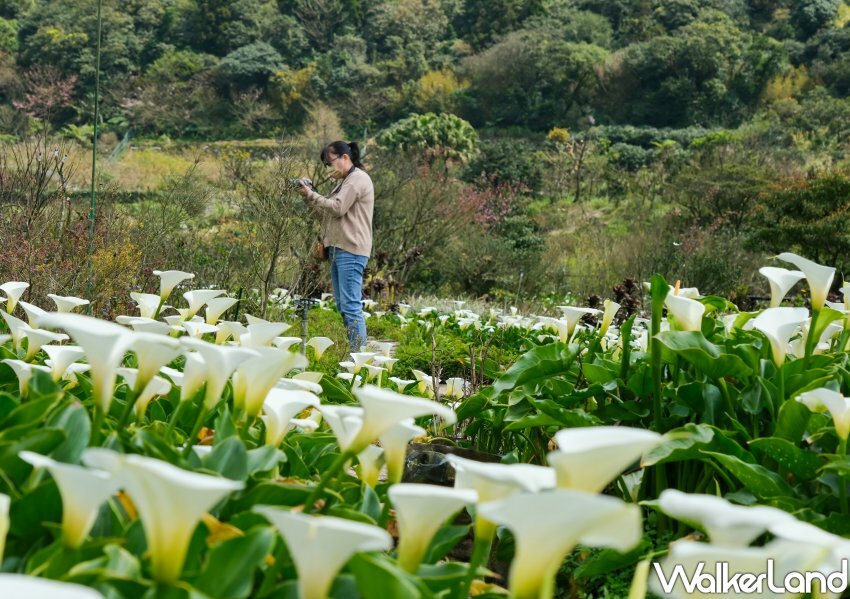 竹子湖海芋 / WalkerLand窩客島整理提供 未經許可不可轉載 竹子湖海芋 / WalkerLand窩客島整理提供 未經許可不可轉載