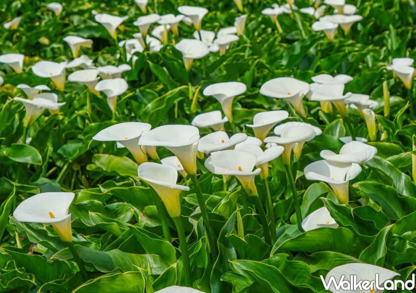 竹子湖海芋 / WalkerLand窩客島整理提供 未經許可不可轉載 竹子湖海芋 / WalkerLand窩客島整理提供 未經許可不可轉載