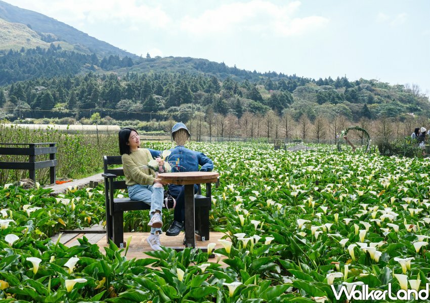 竹子湖海芋 / WalkerLand窩客島整理提供 未經許可不可轉載 竹子湖海芋 / WalkerLand窩客島整理提供 未經許可不可轉載