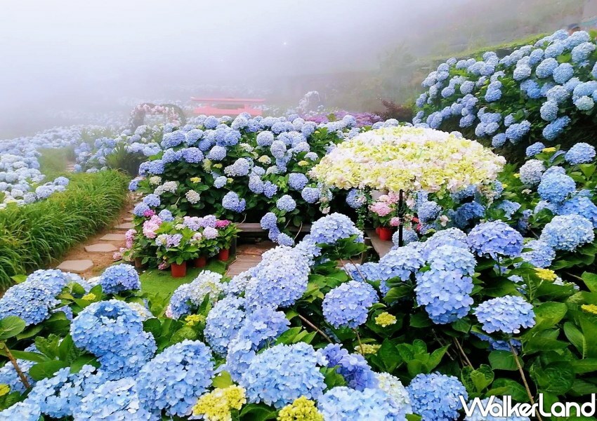 2023年竹子湖繡球花季/ WalkerLand窩客島整理提供 未經同意不可轉載