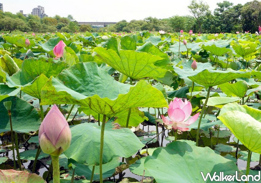 樹林山佳荷花池/ WalkerLand窩客島整理提供 未經同意不可轉載