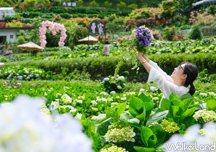 2023年竹子湖繡球花季/ WalkerLand窩客島整理提供 未經同意不可轉載