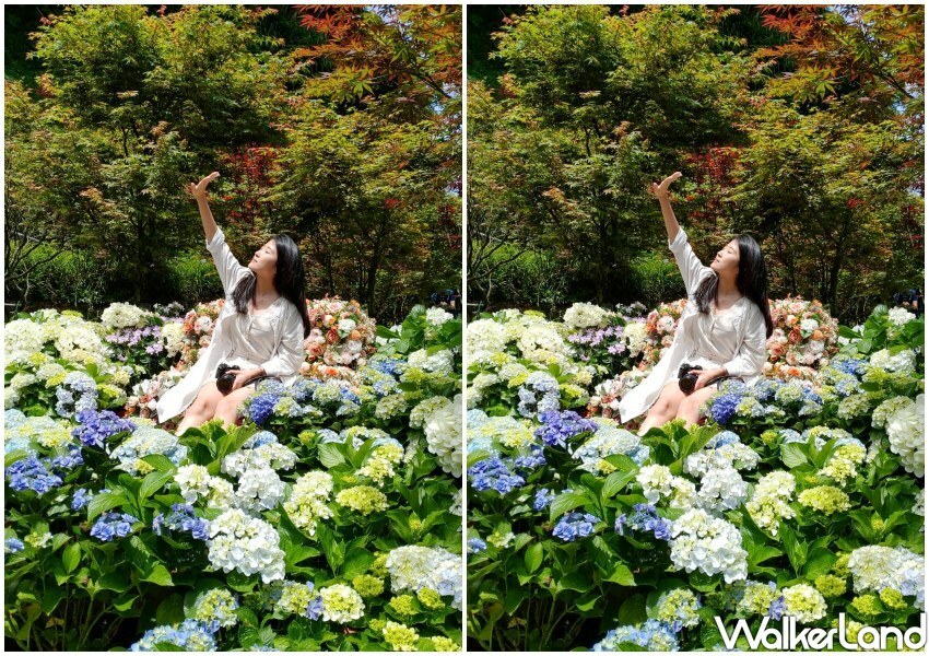 2023年竹子湖繡球花季/ WalkerLand窩客島整理提供 未經同意不可轉載