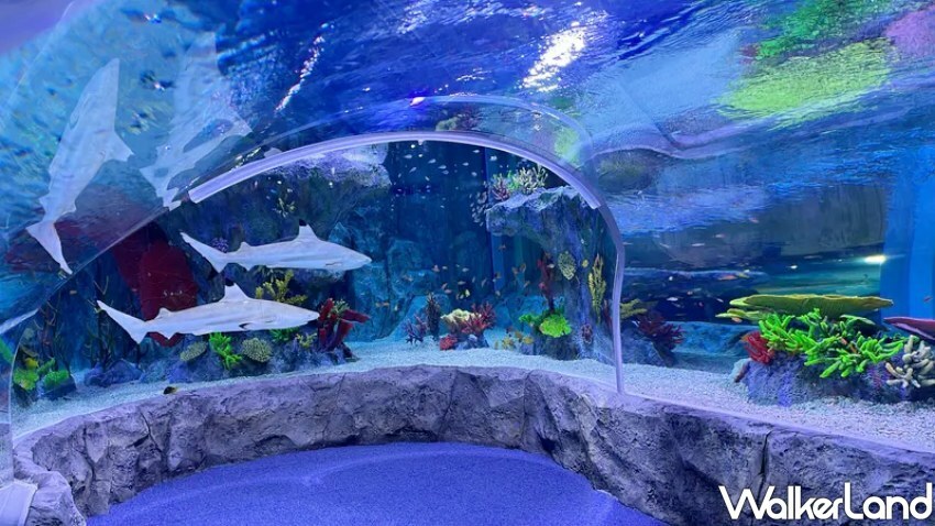 TTE台北旅展韓國優惠/ WalkerLand窩客島整理提供 未經同意不可轉載 TTE台北旅展韓國優惠/ WalkerLand窩客島整理提供 未經同意不可轉載