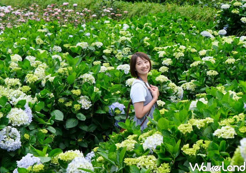 2023年竹子湖繡球花季/ WalkerLand窩客島整理提供 未經同意不可轉載