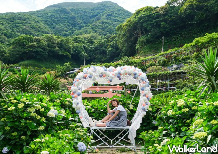 2023年竹子湖繡球花季/ WalkerLand窩客島整理提供 未經同意不可轉載