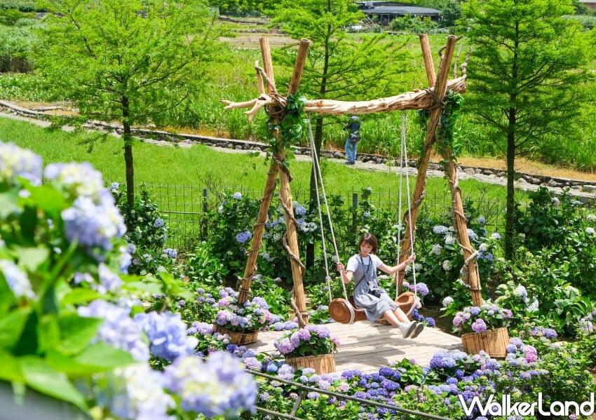 2023年竹子湖繡球花季/ WalkerLand窩客島整理提供 未經同意不可轉載