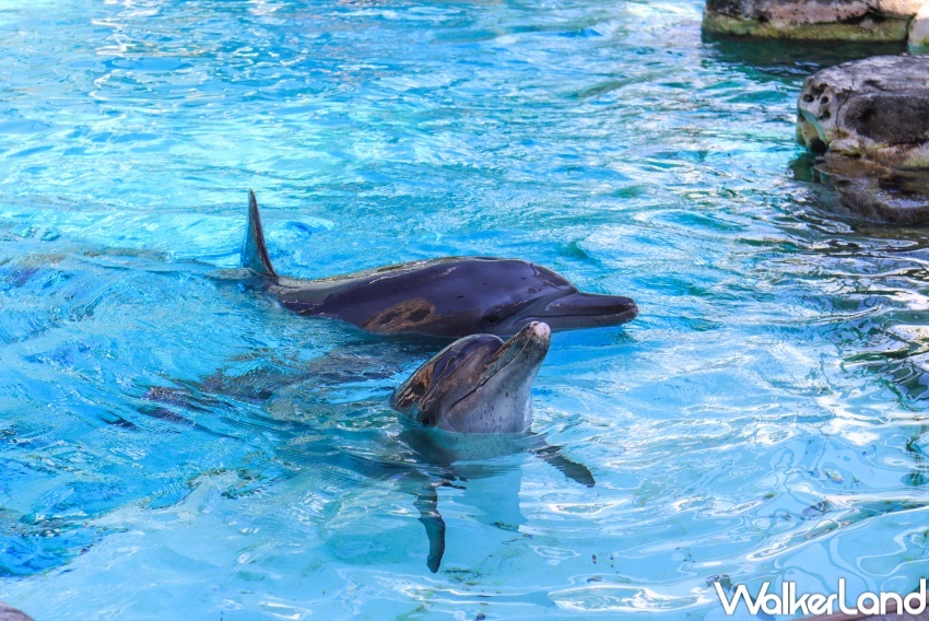 新加坡名勝世界推薦玩法 / WalkerLand窩客島提供 未經許可，不得轉載
