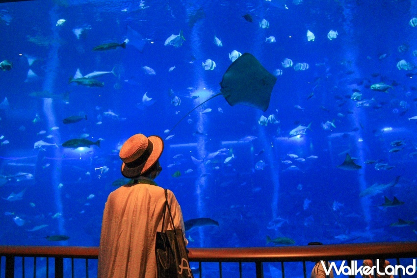 新加坡名勝世界推薦玩法 / WalkerLand窩客島提供 未經許可，不得轉載