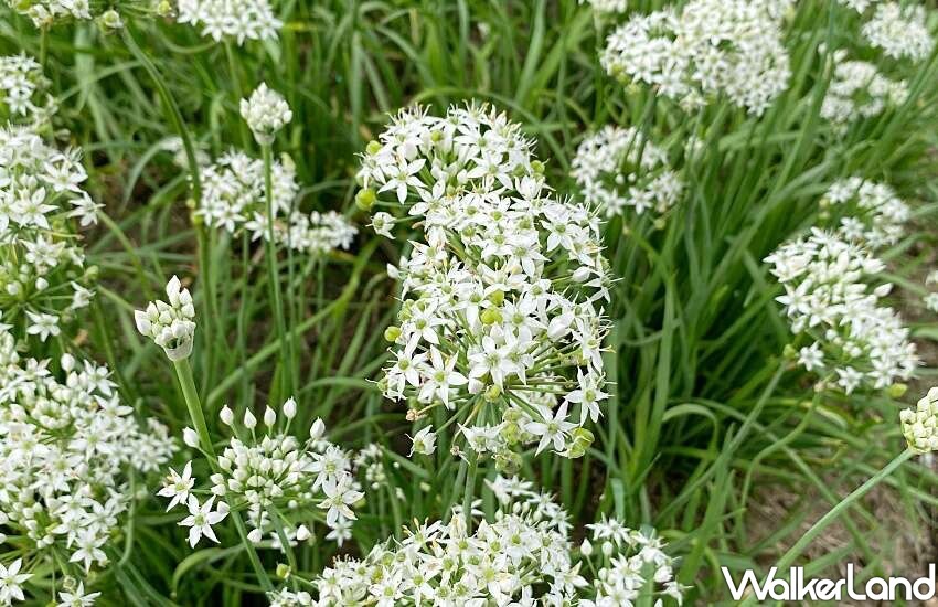 2023桃園韭菜花節/WalkerLand窩客島整理提供 未經許可不可轉載