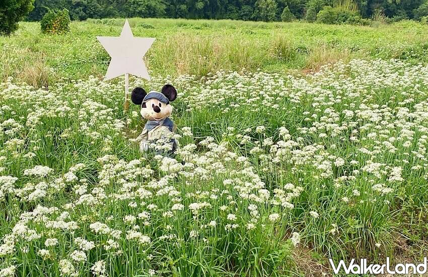 2023桃園韭菜花節/WalkerLand窩客島整理提供 未經許可不可轉載