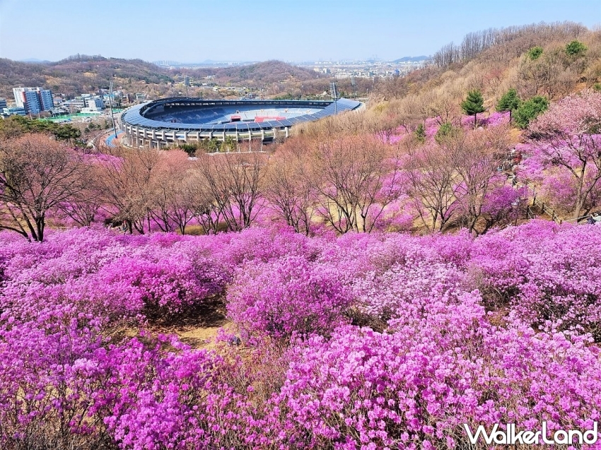 2024韓國5大浪漫花海推薦
