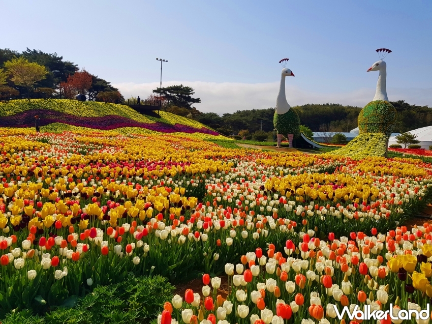 2024韓國5大浪漫花海推薦