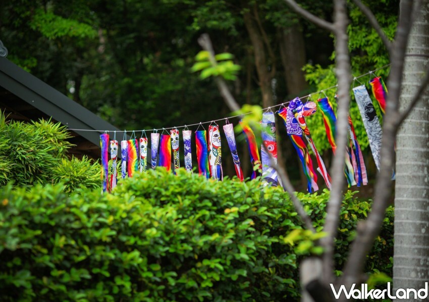 桃園神社 鯉魚流光祭り / WalkerLand窩客島整理提供 未經許可不可轉載。