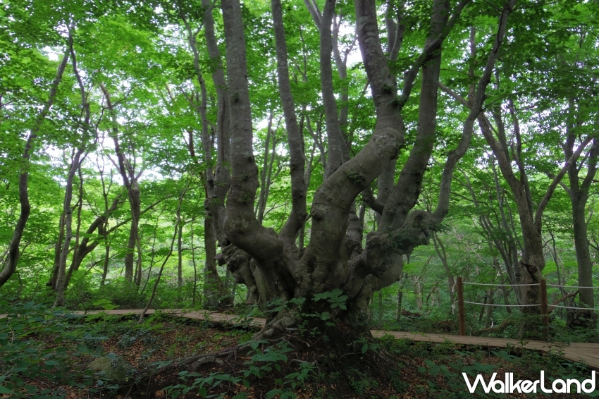 探索秋田縣清涼避暑景點和夏季活動，體驗鳥海山、法體瀑布、稻田藝術等多項夏日樂趣