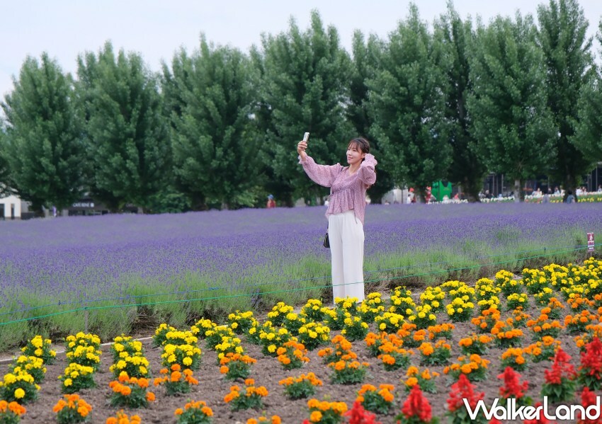 北海道富良野花海「富田農場」/ WalkerLand窩客島整理提供 未經許可不可轉載。