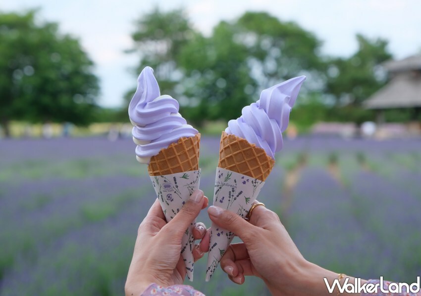 北海道富良野花海「富田農場」/ WalkerLand窩客島整理提供 未經許可不可轉載。