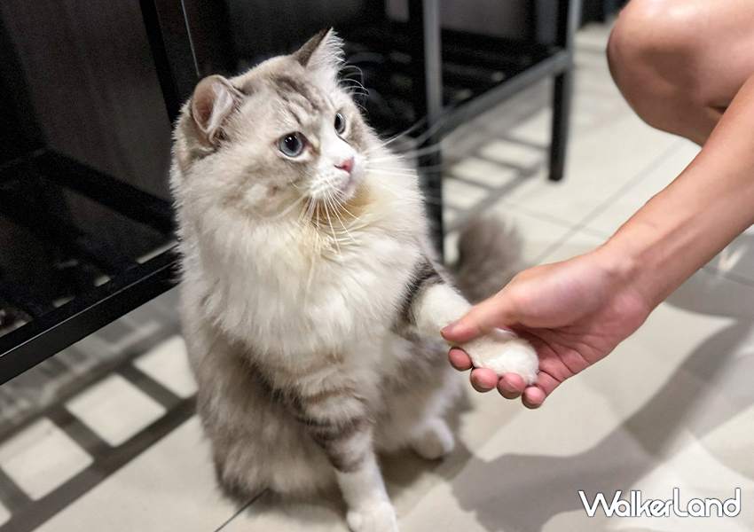 南港展覽館美食「咕咕咕嚕」299元銅盤烤肉吃到飽/ WalkerLand窩客島整理提供 未經許可不可轉載。