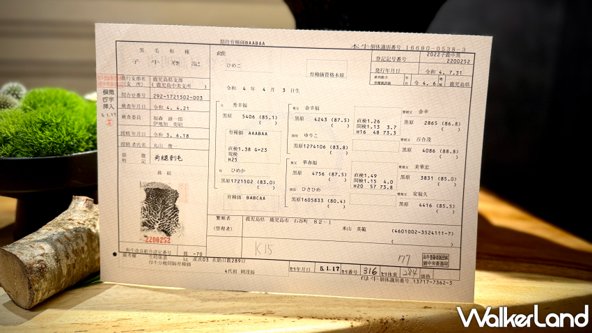 挑戰錢包接受度！三燔本家推出「柿安真珠牛究極之宴」每人8,800元，品嚐柿安真珠牛。