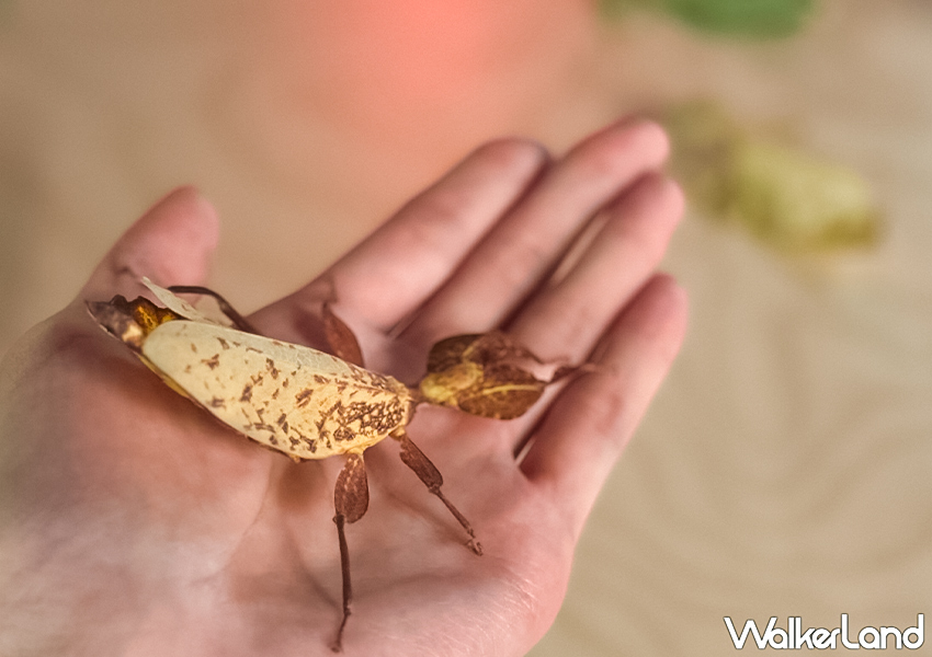 ▲▼台北酒吧「蟲蟲巴斯」點套餐還可指定與一種爬蟲動物互動 / WalkerLand窩客島整理提供​​​​​​​