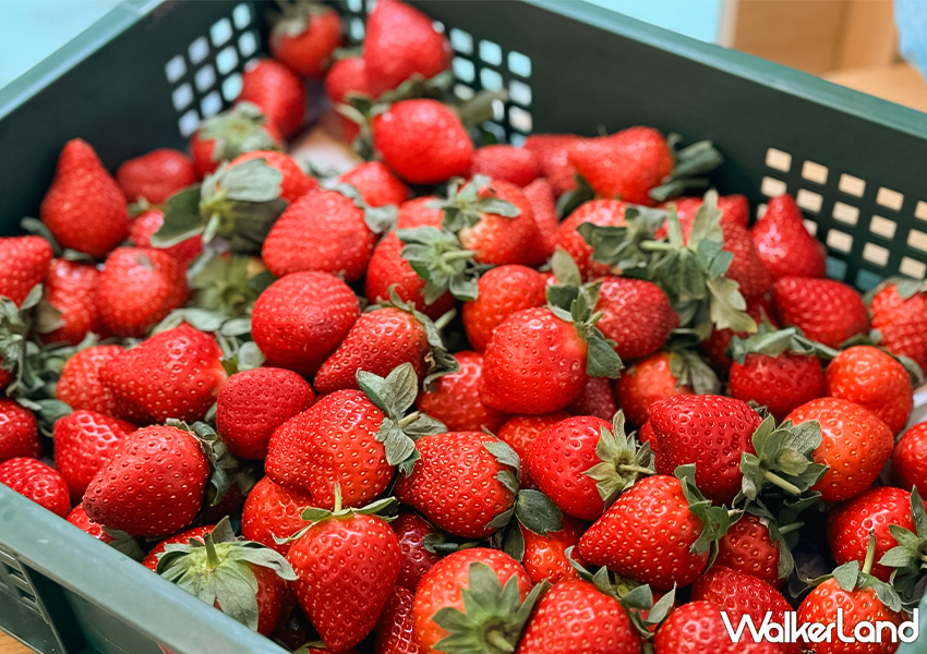 ▲▼「添糖法式甜點 Le Ciel」以對甜品的細膩詮釋和滿滿誠意，成為甜點愛好者的必訪之地 / WalkerLand窩客島 蕭芷琳 拍攝​​​​​​​