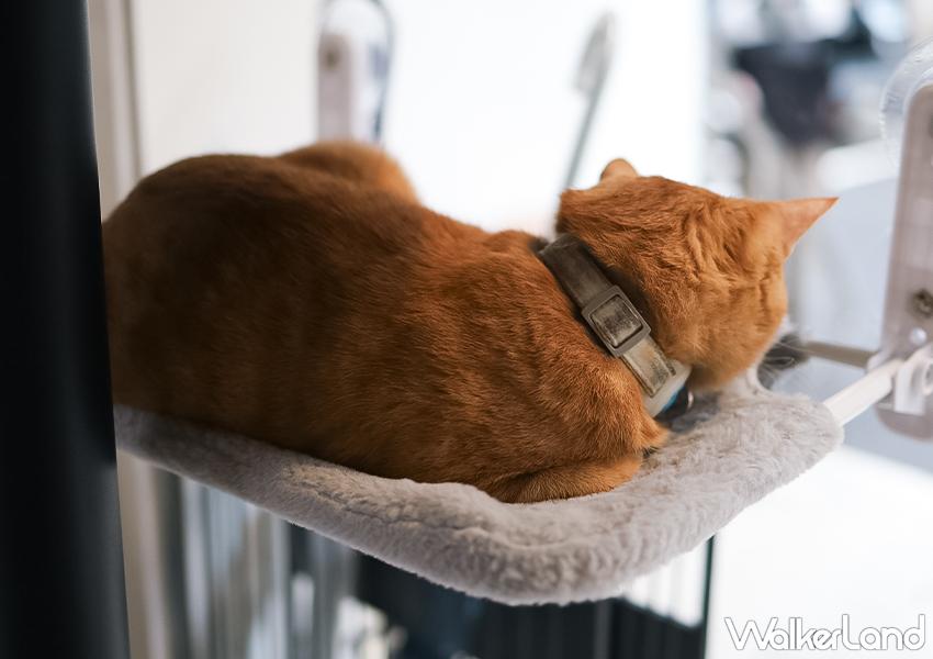 台北貓咪咖啡廳「ABOUT H Coffee」於店內零錢箱捐款超過100元，就會再送大家一本店貓專屬的月曆