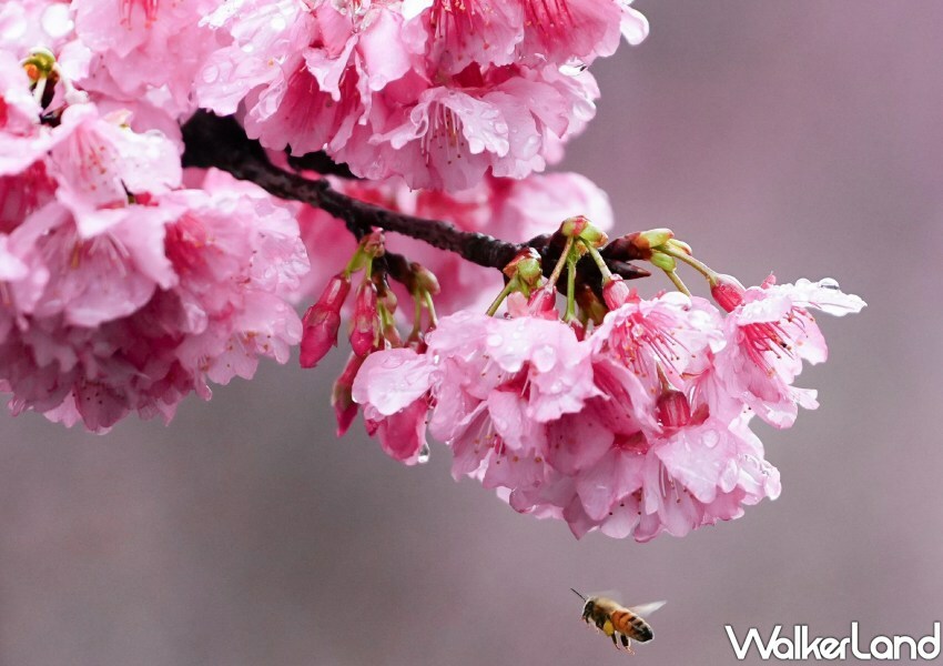 汐止康誥坑溪櫻花季/ WalkerLand窩客島整理提供 未經許可不可轉載。