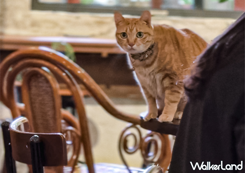 ▲南港不限時咖啡廳「陋巷咖啡廳」這裡不只是品味咖啡的場所，更像是一處讓人放慢步調的角落 / WalkerLand窩客島 蕭芷琳 拍攝​​​​​​​