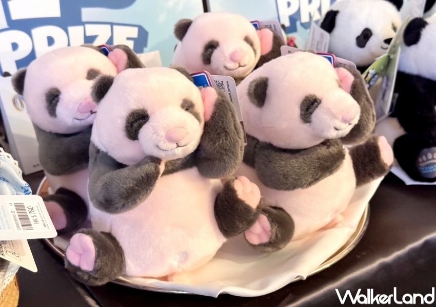 香港海洋公園看熊貓！香港海洋公園6大亮點 入園優惠，熊貓寶寶見面會必朝聖。