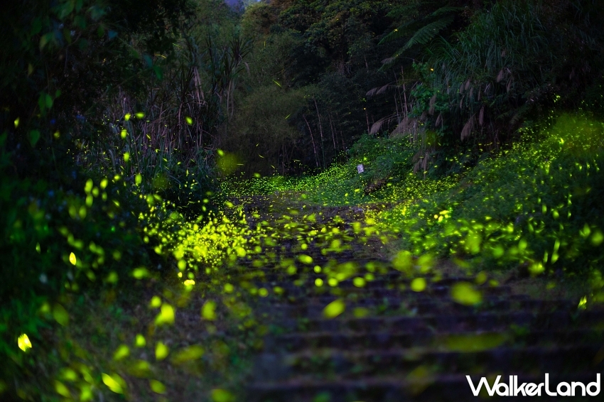 溪頭螢火蟲季即將登場-攝影葉永廉